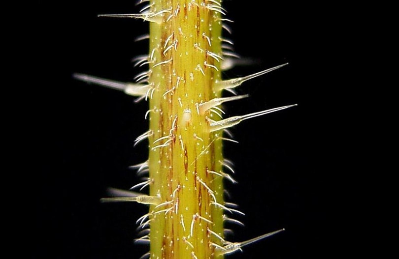 Sustainable Textile Innovations: Nettle Fibres Sustainable Textile Innovations: Nettle Fibres