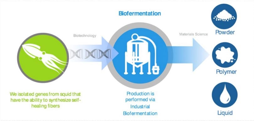 Sustainable textile innovations: self-healing fibres made out of squid genes Sustainable textile innovations: self-healing fibres made out of squid genes