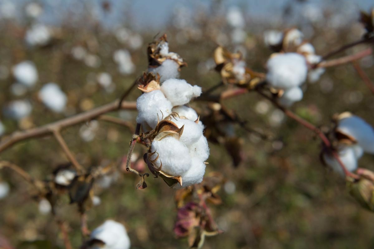 Primark targets 100 percent sustainable cotton Primark targets 100 percent sustainable cotton