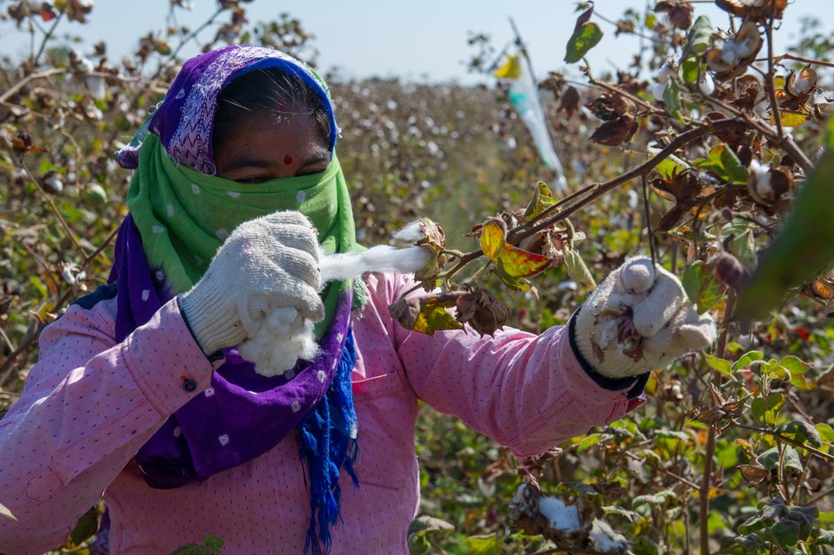 Primark targets 100 percent sustainable cotton Primark targets 100 percent sustainable cotton